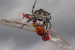Darwin’s Bark Spider Silk Redefines Natural Material Strength