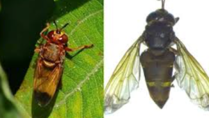 Two Rare Ant Fly Species Discovered in India