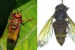 Two Rare Ant Fly Species Discovered in India
