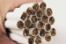 Tobacco’s Quiet Surge: Why India’s Welfare State Faces a Growing Health and Fiscal Risk