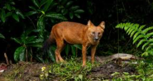 Rare Asiatic Wild Dog Spotted in Ratapani Tiger Reserve