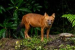 Rare Asiatic Wild Dog Spotted in Ratapani Tiger Reserve