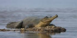 Gandak Emerges as India’s Second-Largest Gharial Habitat