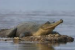 Gandak Emerges as India’s Second-Largest Gharial Habitat