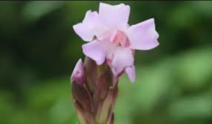 New Strobilanthes Species Discovered in Arunachal Pradesh