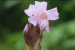New Strobilanthes Species Discovered in Arunachal Pradesh