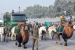 Bactrian Camels Make Historic Republic Day Parade Debut