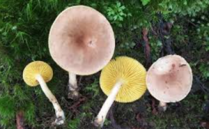 New Mushroom Species Discovered In Indian Himalayas