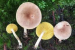 New Mushroom Species Discovered In Indian Himalayas