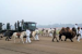Remount And Veterinary Corps Makes Historic Republic Day Debut