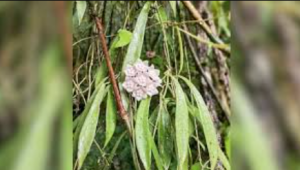 New Plant Species Discovered in Nagaland Forests