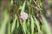 New Plant Species Discovered in Nagaland Forests