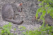Rusty-Spotted Cat Sighted Alive in Rajasthan’s Hadoti Region