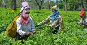 Assam Launches Eti Koli Duti Paat Scheme for Tea Workers