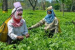 Assam Launches Eti Koli Duti Paat Scheme for Tea Workers
