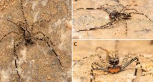 Rare Jumping Spider Recorded in India for First Time