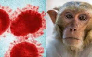 KFD Death in Karnataka Brings Monkey Fever Back in Focus