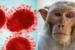 KFD Death in Karnataka Brings Monkey Fever Back in Focus