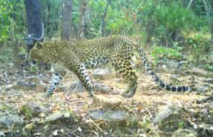 Sunabeda Sanctuary Emerges as Potential Leopard Habitat