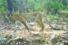 Sunabeda Sanctuary Emerges as Potential Leopard Habitat