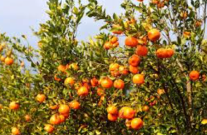Fifth Rüsoma Orange Festival Begins in Nagaland