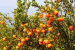 Fifth Rüsoma Orange Festival Begins in Nagaland