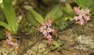 New Diplozentrum Orchid Species Found in Idukki