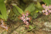 New Diplozentrum Orchid Species Found in Idukki