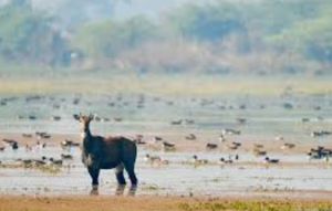 India Adds Two New Ramsar Wetlands Ahead of World Wetlands Day