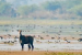 India Adds Two New Ramsar Wetlands Ahead of World Wetlands Day