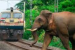 Indian Railways Deploys AI System To Prevent Elephant Deaths