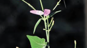 New Flowering Plant Species Discovered In Pakhal Sanctuary