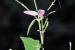 New Flowering Plant Species Discovered In Pakhal Sanctuary