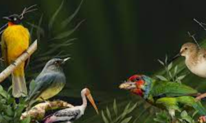Goa Becomes Second State To Publish Bird Atlas