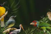 Goa Becomes Second State To Publish Bird Atlas