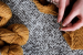 Wool Production in India: States, Types and Industry Profil