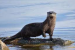 Eurasian Otter Returns to Kashmir via LoC Waterways