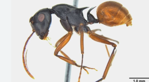 New Ant Species Discovered in Guwahati’s Garbhanga Forest