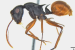 New Ant Species Discovered in Guwahati’s Garbhanga Forest