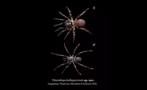 New Trapdoor Spider Species Found in Kolhapur Grasslands