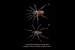 New Trapdoor Spider Species Found in Kolhapur Grasslands
