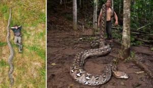 World’s Longest Snake Recorded in Indonesia’s Sulawesi Forests