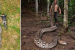 World’s Longest Snake Recorded in Indonesia’s Sulawesi Forests