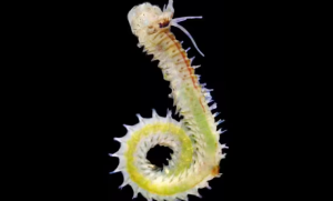 Two New Marine Worm Species Discovered off West Bengal Coast