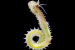 Two New Marine Worm Species Discovered off West Bengal Coast