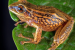 New Frog Species Found in Peru Faces Immediate Threat