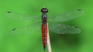 New Dragonfly Species Lyriothemis keralensis Discovered in Kerala