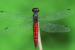 New Dragonfly Species Lyriothemis keralensis Discovered in Kerala