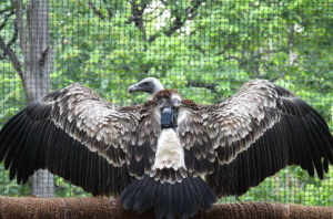 Vulture Conservation Sees Revival Milestone in Maharashtra