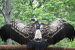 Vulture Conservation Sees Revival Milestone in Maharashtra
